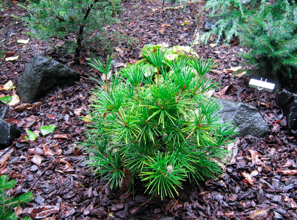 Представитель Семейства Sciadopityaceae